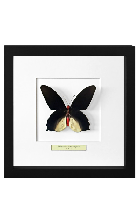 Telaio decorativo con farfalla "Atrophaneura Semperi Albofasciata - Maschio"