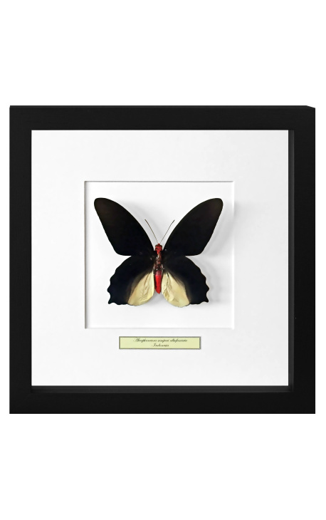 Dekorativer Rahmen mit Schmetterling "Atrophaneura Semperi Albofasciata - Männlich"