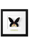 Quadro decorativo com uma borboleta Atrophaneura Semperi Albofasciata - Homem
