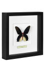 Decorative frame with a butterfly "Atrophaneura Semperi Albofasciata - Male"