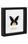 Dekoračný rám s motýľom "Atrophaneura Semperi Albofasciata- Muž"