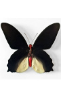 Marco decorativo con mariposa "Atrophaneura Semperi Albofasciata - Hombre"