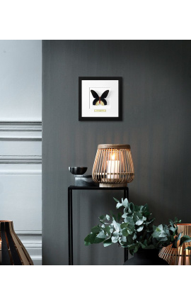 Decoratieve frame met een butterfly &quot;De Atrophaneura Semperi Albofasciata - Male&quot;