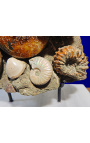 Grand bloc d'ammonites sur support en marbre blanc (Bloc 1)