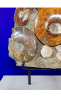 Stor blokk med ammonitter på hvit marmorstøtte (Blokk 1)