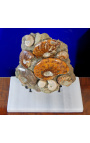 Stort block av ammoniter på vit marmorstöd (block 1)