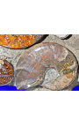 Stort block av ammoniter på vit marmorstöd (block 1)