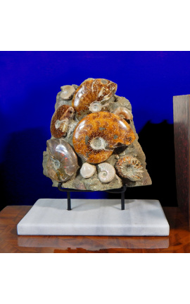 Suuri ammoniittien lohko valkoisella marmorialustalla (Bloc 1)