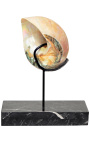 Turbo Marmoratus geant sur support en marbre noir