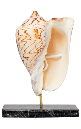 Cymbiola Nobilis mustast marmorist alusel