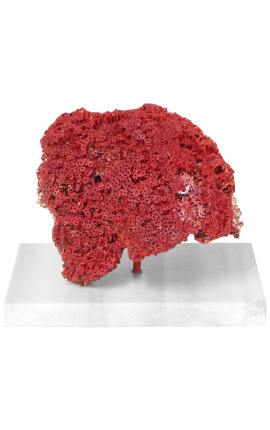 Corallo Tubipora Musica montato su una base di marmo bianco