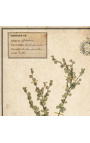 Conjunto de 4 herbários com moldura bege (Série 2)