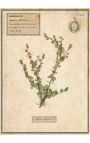 Conjunto de 4 herbario con marco beige (Serie 2)