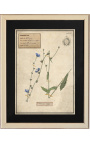 4er-Set Herbarium mit beigem Rahmen (Serie 2)