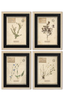 4er-Set Herbarium mit beigem Rahmen (Serie 2)