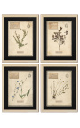 Set van 4 herbariums met beige lijst (Serie 2)