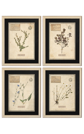 Conjunto de 4 herbario con marco beige (Serie 2)