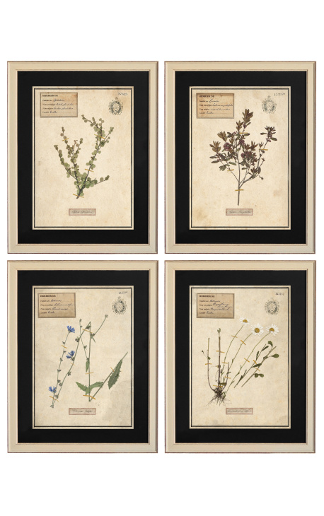 4er-Set Herbarium mit beigem Rahmen (Serie 2)