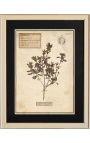 4er-Set Herbarium mit beigem Rahmen (Serie 2)