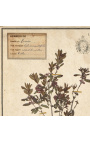 4er-Set Herbarium mit beigem Rahmen (Serie 2)