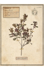 4er-Set Herbarium mit beigem Rahmen (Serie 2)