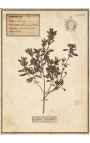 Conjunto de 4 herbários com moldura bege (Série 2)