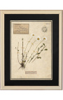 Set of 4 herbarium with beige frame (Serie 2)