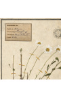 Set van 4 herbariums met beige lijst (Serie 2)