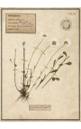 4er-Set Herbarium mit beigem Rahmen (Serie 2)