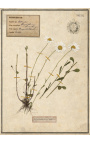 Set de 4 herbiers avec cadre beige (Serie 2)