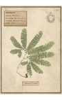 Conjunto de 4 herbários com moldura bege (Série 3)