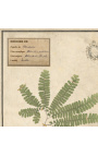 4 db-os herbárium bézs színű kerettel (Serie 3)