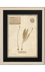 Set of 4 herbarium with beige frame (Serie 3)
