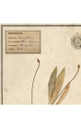 4er-Set Herbarium mit beigem Rahmen (Serie 3)