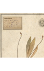 Conjunto de 4 herbario con marco beige (Serie 3)