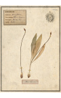 Set of 4 herbarium with beige frame (Serie 3)