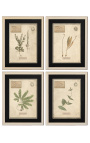 4er-Set Herbarium mit beigem Rahmen (Serie 3)