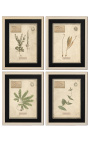 Conjunto de 4 herbários com moldura bege (Série 3)