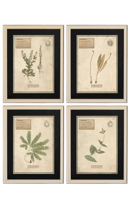 4er-Set Herbarium mit beigem Rahmen (Serie 3)