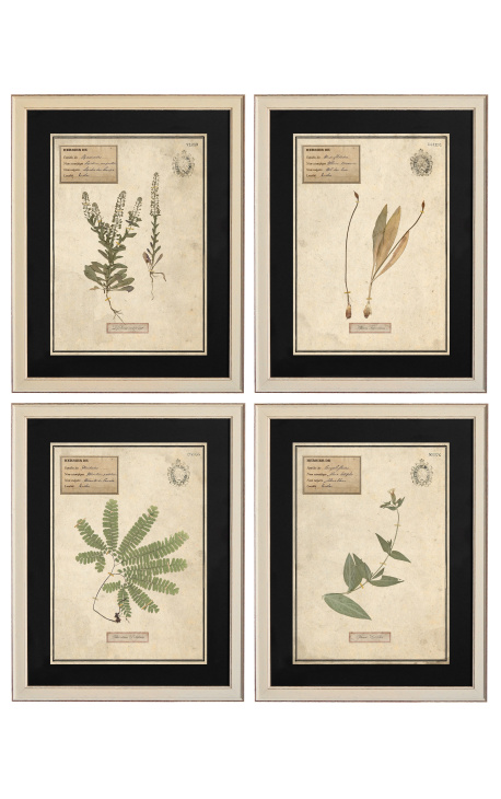 4er-Set Herbarium mit beigem Rahmen (Serie 3)