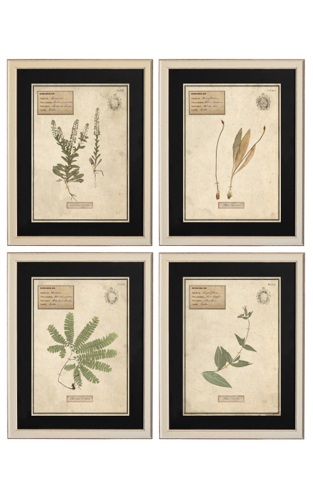 Set van 4 herbariums met beige lijst (Serie 3)