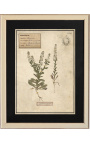 4er-Set Herbarium mit beigem Rahmen (Serie 3)