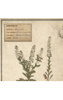 4 herbariumo rinkinys su smėlio spalvos rėmeliu (3 serija)