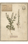 4er-Set Herbarium mit beigem Rahmen (Serie 3)