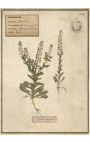 Conjunto de 4 herbario con marco beige (Serie 3)