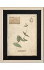 Set di 4 erbaria con cornice beige (Serie 3)