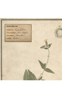 4 db-os herbárium bézs színű kerettel (Serie 3)