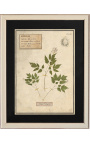Conjunto de 4 herbario con marco beige (Serie 4)