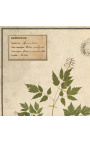Sada 4 herbářů s béžovým rámem (Serie 4)