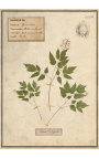 Conjunto de 4 herbários com moldura bege (Série 4)